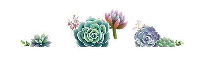 Succulents